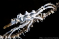  Xeno crab whip coral  